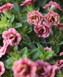 ʬ롪Ȭź餭֥饳ƥե֥롡ƥ꡼ No.46