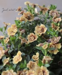 ʬ롪Ȭź餭֥饳ƥե֥롡ƥ꡼ No.82