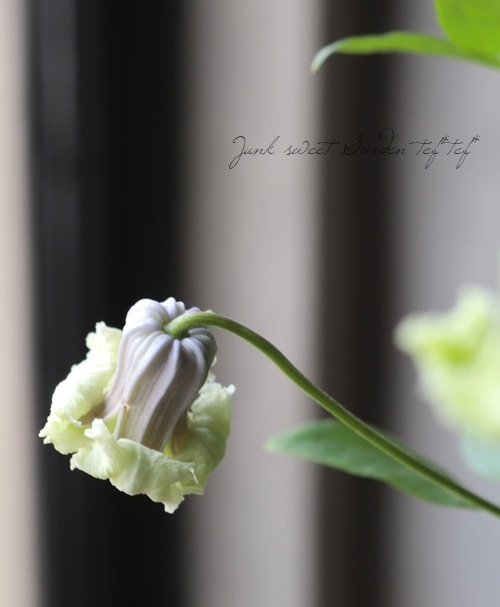 希少新品種！壺型クレマチス・ヴィオルナ系 『貴婦人のたしなみ