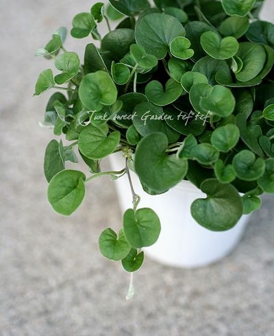 ディコンドラ 『エメラルドフォール』 | すべての商品 | | Junk sweet