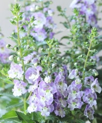 إ󥲥˥إ󥸥롦֥롼Х顼