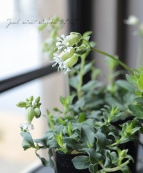 ����͡��֥륬�ꥹ���إ��꡼��٥��