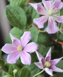 ����ޥ���������å��ޥˡ��ϡ��غ�����١�