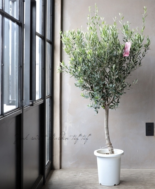 オリーブ 『コロネイキ』 No.A | すべての商品 | | Junk sweet Garden