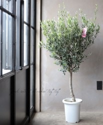 ���꡼�֡��إ����ͥ����١�No.A