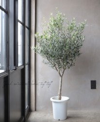 ���꡼�֡��إ����ͥ����١�No.B