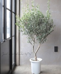 ���꡼�֡��إ����ͥ����١�No.C