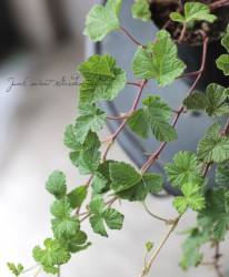 ֥إǥ󥰥꡼ա֥饤ɡ