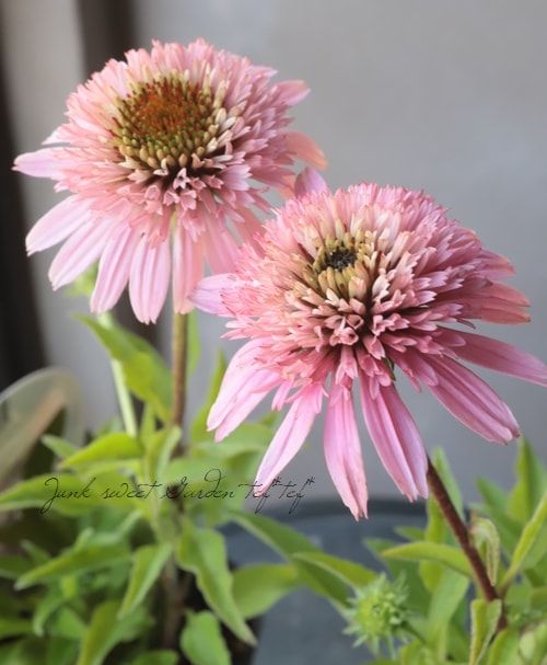 八重咲きエキナセア 『ピッコリーノ』 植えっぱなしOK! | すべての商品