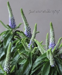 �٥��˥��� �إ֥롼�١��ʼ�̾�������ߤ�ȱ��