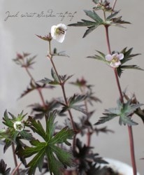 Ƽե˥ࡡإѡץ르ȡ