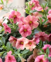 ֥饳ӥʡإͥܥ륱Ρ١