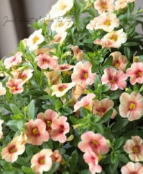 ֥饳ӥʡإ󥻥åȥܥ륱Ρ