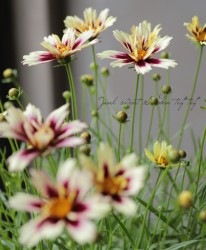 쥪ץإȥХ󡦥饤ȡ