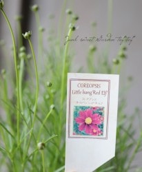 쥪ץإȥХ󡦥åɥա