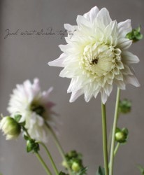 ���ꥢ���إߥ��ƥ������ޥ��
