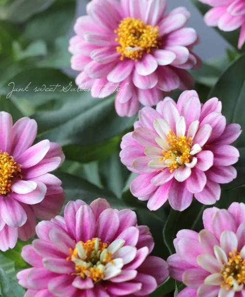 八重咲き！ジニア・ダブルザハラ 『ラズベリーリップル』 | すべての