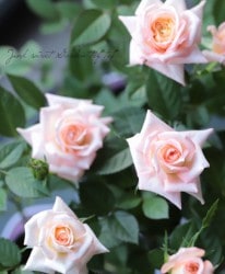 �ߥ˥Х顡�إѥե塼�ޡ�������ʡ�