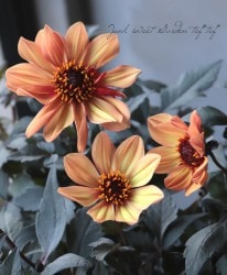 ���ꥢ���ǥ����ޥ�ƥ��꡼�����إ������꡼�ա�����󥸡١�