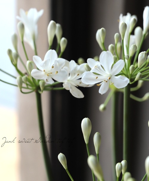 アガパンサス スノーボール コンパクト品種 すべての商品 Junk Sweet Garden Tef Tef
