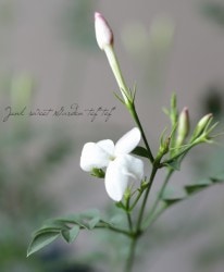 㥹ߥ إۥ磻ȥץ󥻥 ᡦл͵餭