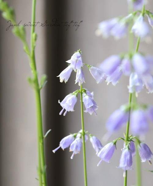 レディーベルズ 『釣鐘人参 -ツリガネニンジン-』 | すべての商品