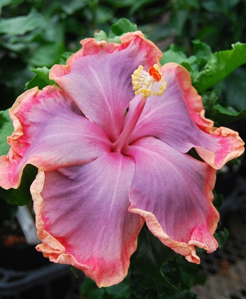 ☆ハイビスカス☆ 夏の造花】14輪付ハイビスカス蔦 ハイビスカスガーランド1本売 FLG