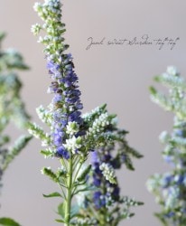 �٥��˥����إ֥롼�ܥ��