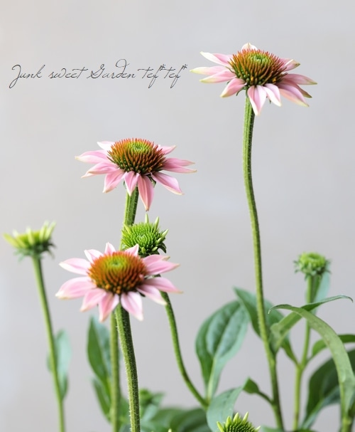 エキナセア TSメリクロン矮性シリーズ 『ソルボンヌ』 希少