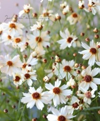 쥪ץɥ꡼ࡡإۥ磻ȥʥȡ