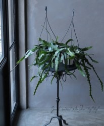 ���ԥե����إ��󥰥ꥬ���١�¿����ʪ�������������������������㥯���ܥƥ�