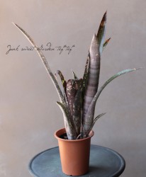 ��Ķ������ۡ��ӥ�٥륮���������ᥢ���إ���ǥ륷����B