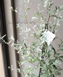 ����С��꡼�դΥ��ߤ��ڡ��إ������󥪥꡼�֡�