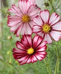 �ʤ����ͥ����⥹���إХ����ơ�