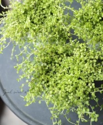 �ץ�ƥ������إ饤�५���ڥåȡ١�