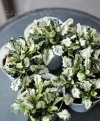 �����奬���إۥ磻�ȥʥ��åȡ�