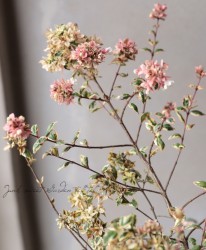 ���٥ꥢ�������ǥ��ե����顡�إޥ��å��ǥ��ɥ꡼���