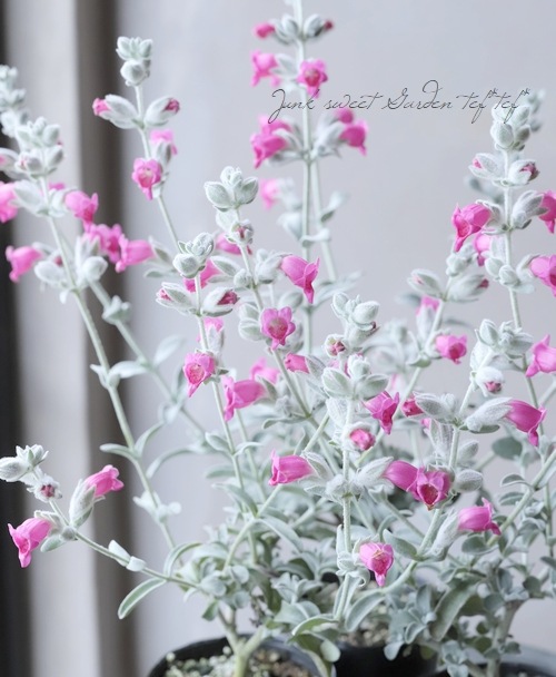 ピティロディア フェアリーピンク すべての商品 Junk Sweet Garden Tef Tef