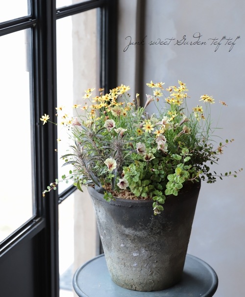 tef*tef*寄せ植え 2018 * no.7 * コレオプシスのお花畑 | 寄せ植え