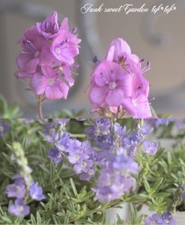 ���꡼�ԥ󥰥٥��˥� �إץ����ȥ顼����or�إߥ����ۥ�ȡٲֿ�����