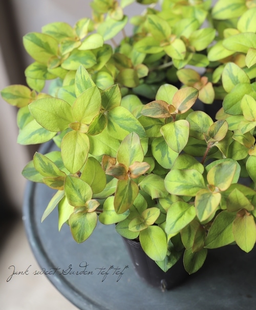 リシマキア 『リッシー』 | すべての商品 | | Junk sweet Garden tef*tef*