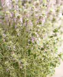 �ڲ����ڱ�� ���󥿥��ࡡ�إ���С����������