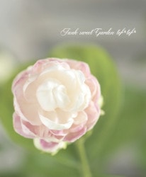 Ȭź餭㥹ߥ󡡥쥤եǥޥĥꥫ إɡ