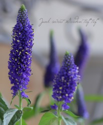 �ɺ��٥��˥����إ��󥮥ե��ꥢ���ޥꥨ�å���