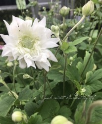 Ȭź餭ơȬź餭ۥ磻ȡ