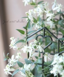 ����ޥ���������𡡡إ����˥ե������ �ե��󥹻�Ω��