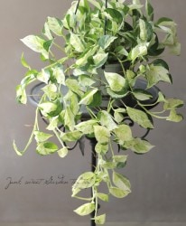 ������ݥ��ꥸ�ʥ롡�ݥȥ����إ������Х�١��ߤ�ȭ