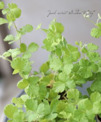 ֥إǥ󥰥꡼աɥ쥹