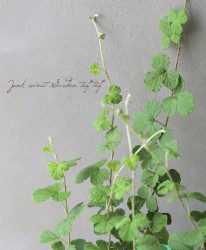 ֥إǥ󥰥꡼աȡ