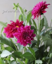 ���ꥢ���إ�ӡ���åɡ�